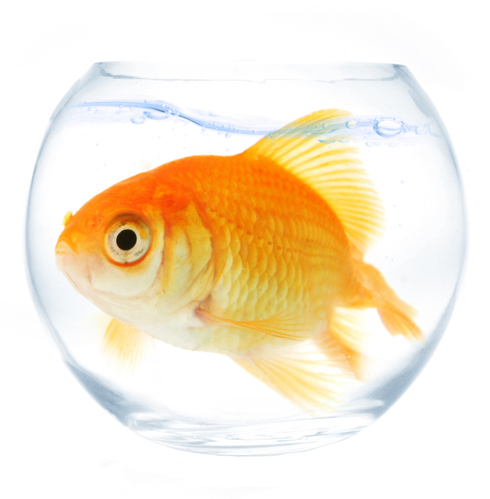 Top 3 Reasons to Switch from Small Business Accounting Software to SAP Business One