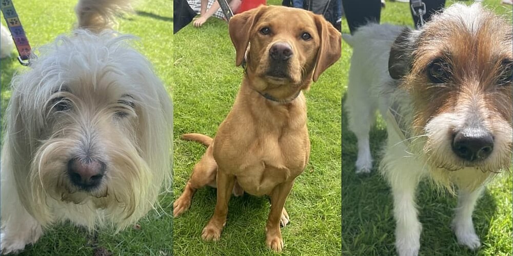 RSPCA Summer Fair